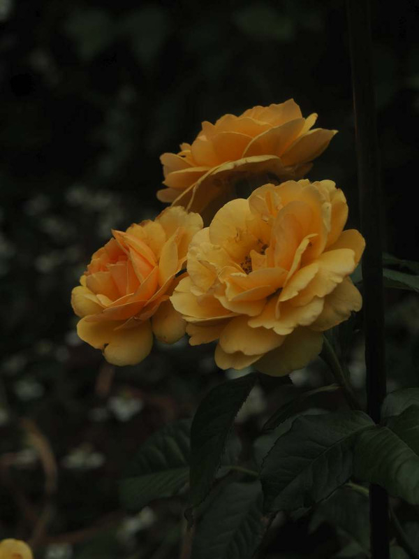 P6027298