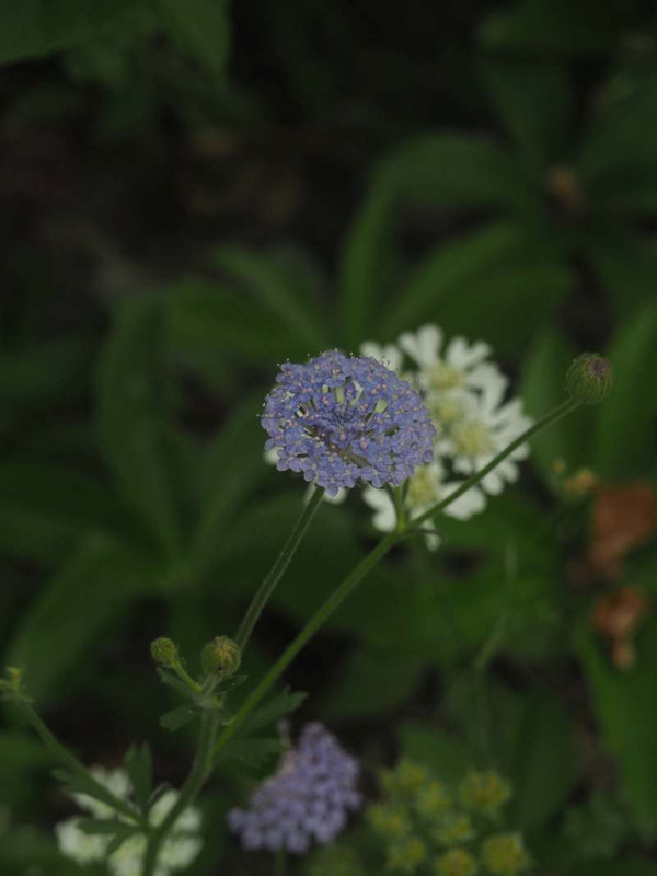 P6027301
