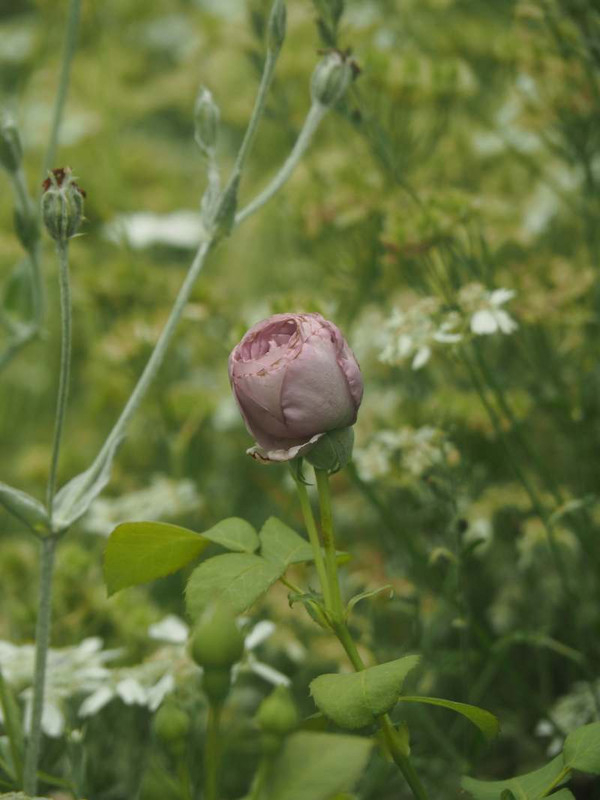 P6027303