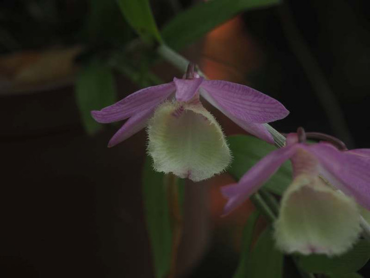 P6047309