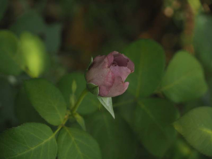 P6047316