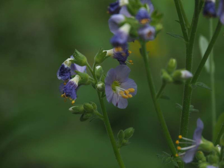 P6047322