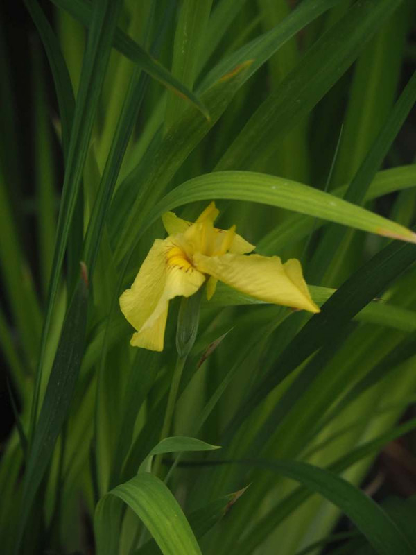 P6047323