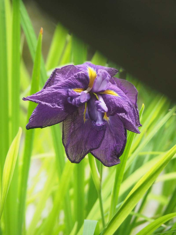 P6047325