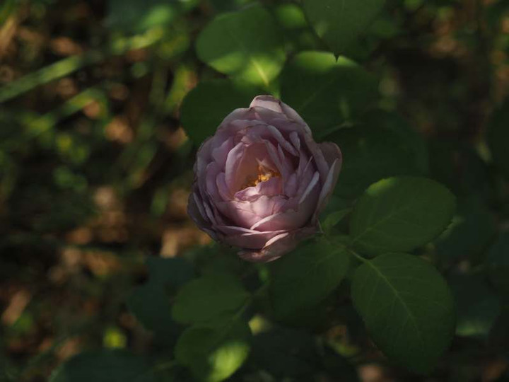 P6057333