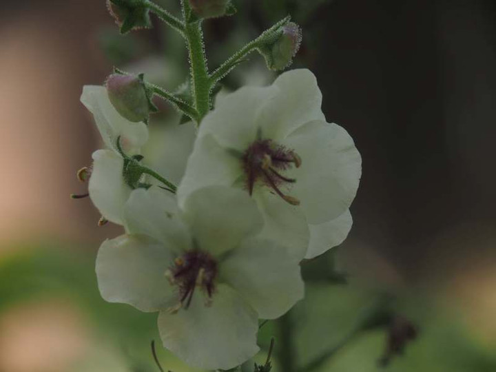P6057342
