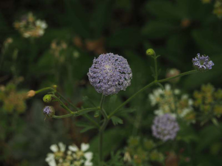 P6077368