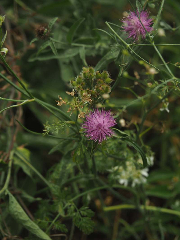 P6087388
