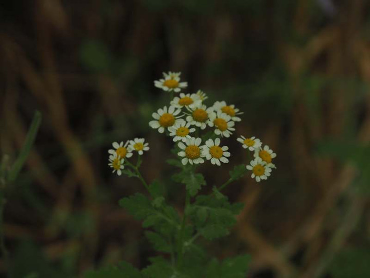 P6087390