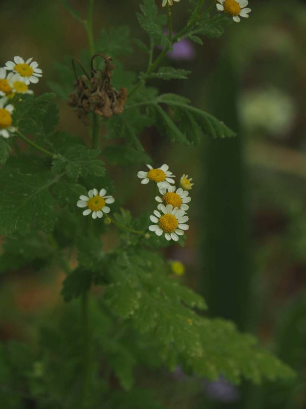 P6087391
