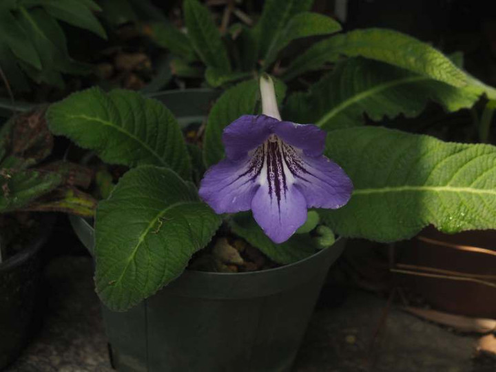 P6107538