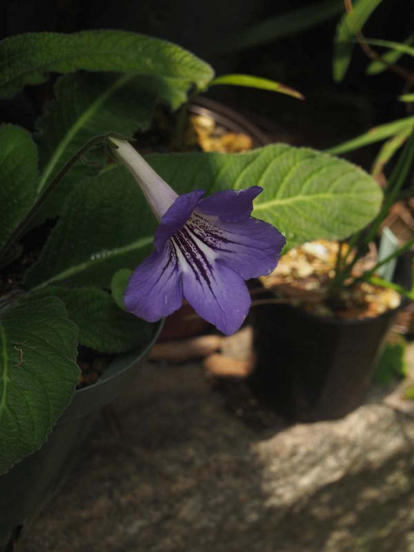P6107540