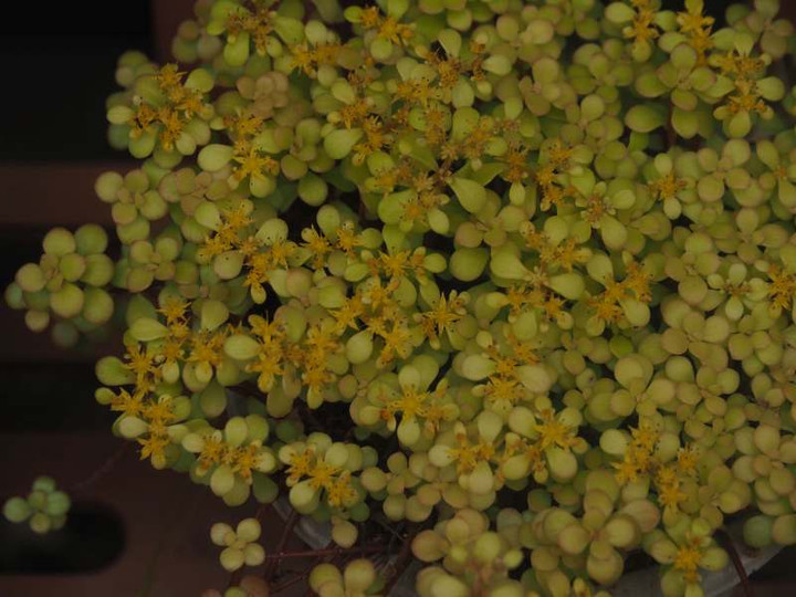 P6117552