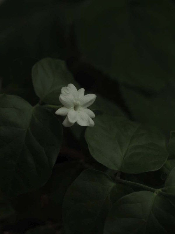 P6117553