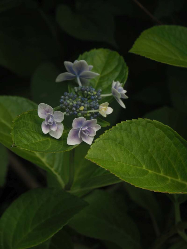 P6117554