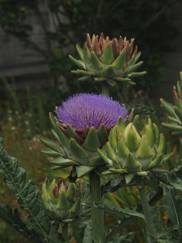 P6147582