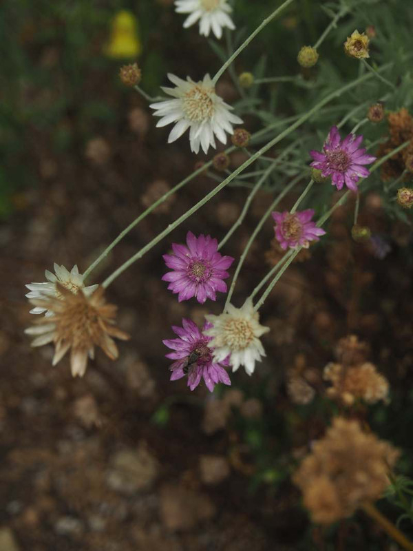 P6147585