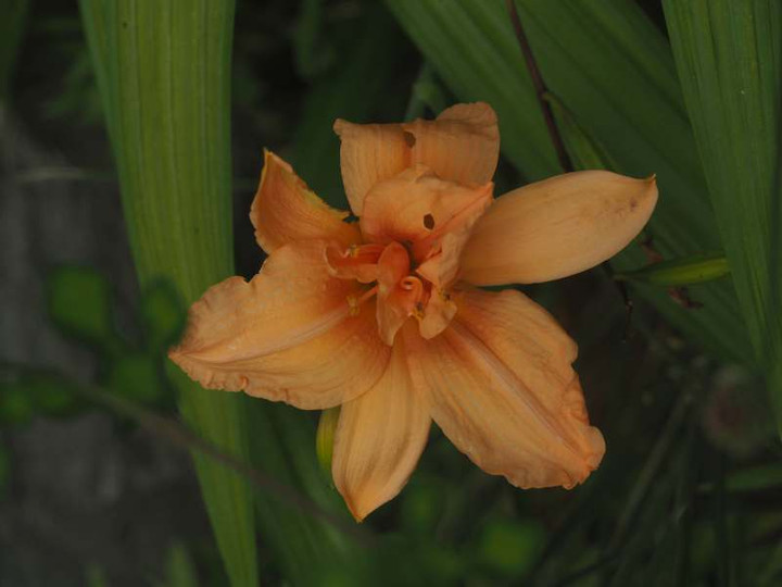P6147586