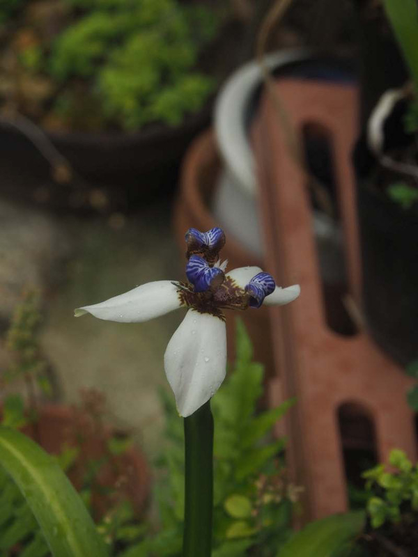 P6157588