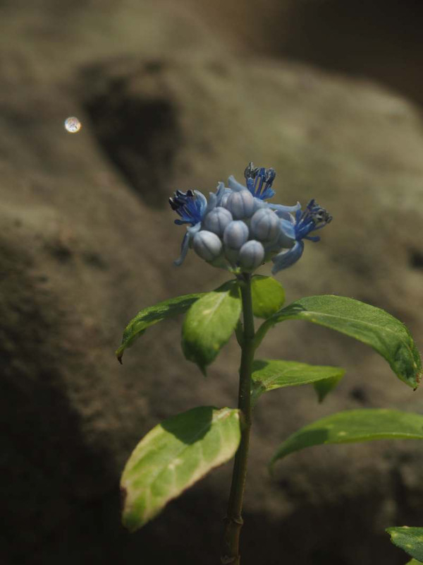 P6177682