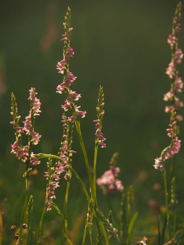 P6187694