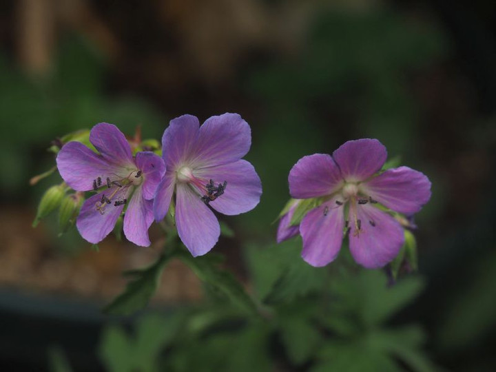 P6237855