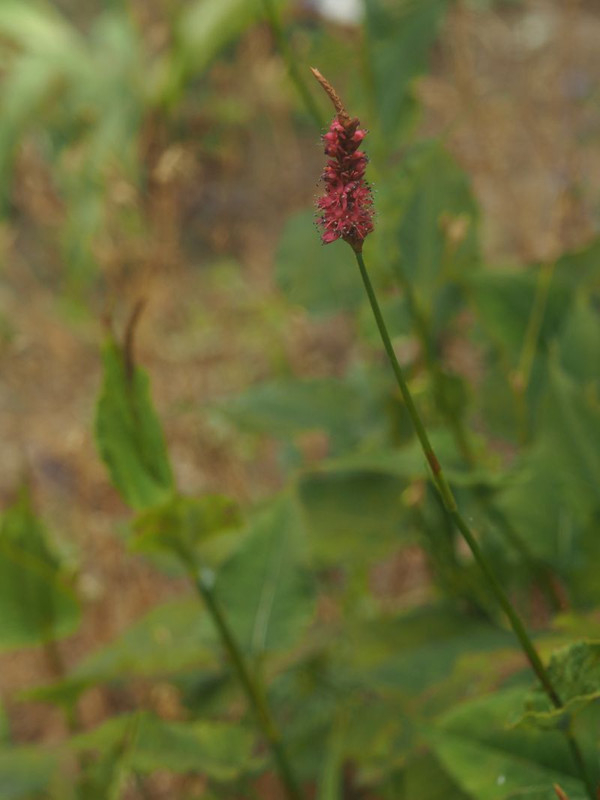 P6237858