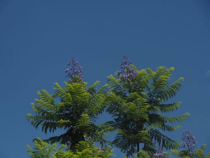 P6247873