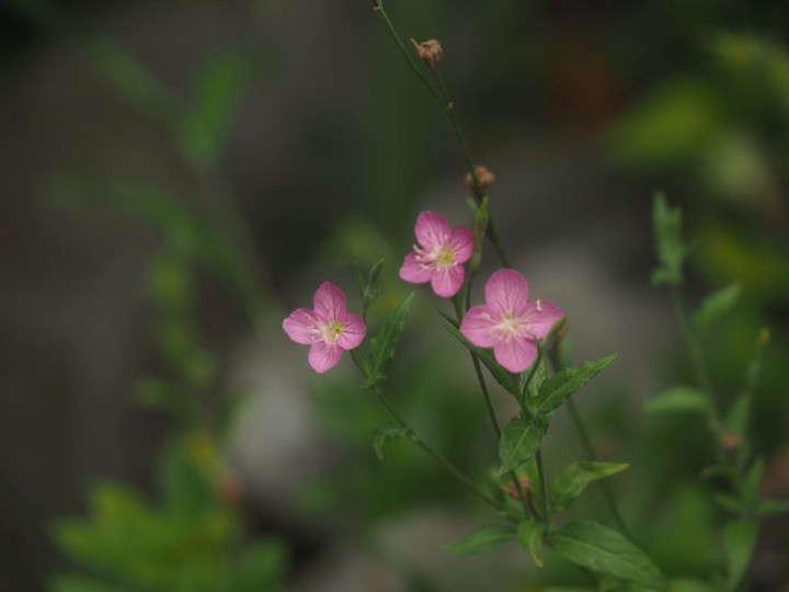 P6267885