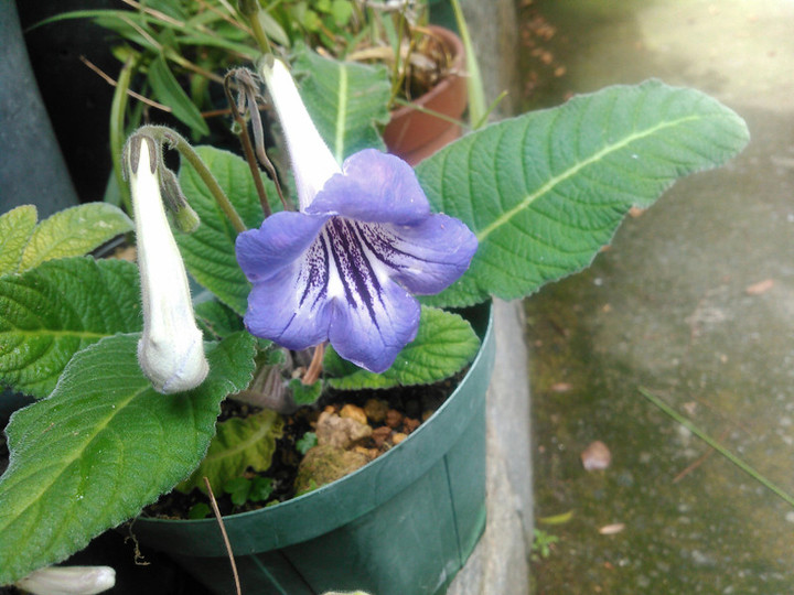 Kimg2235_2