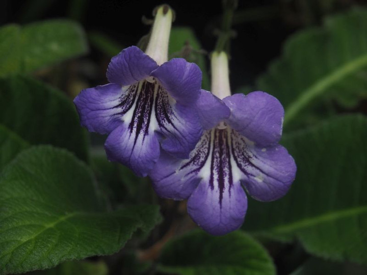 P6287896