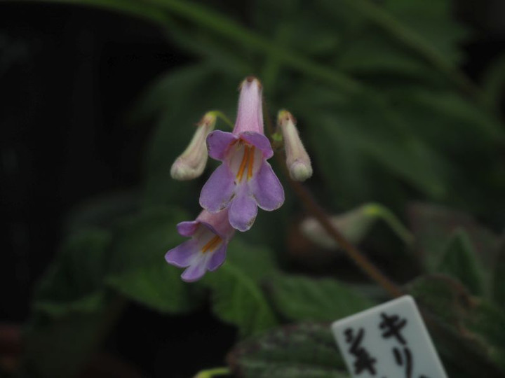 P6287897