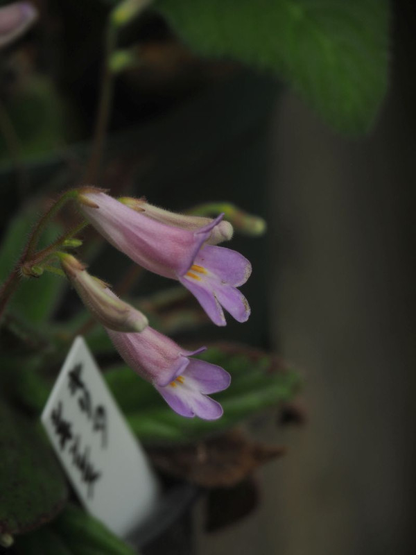 P6287898