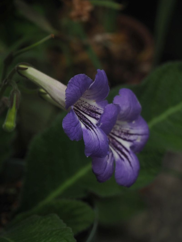 P6287899