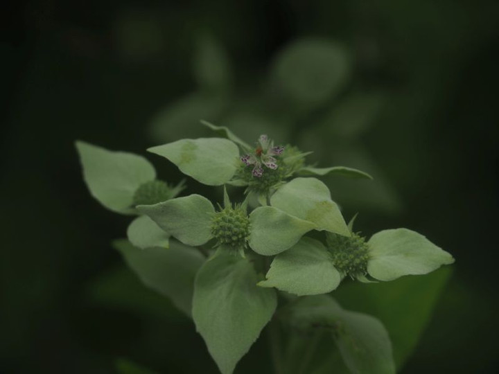 P6287900