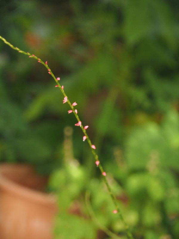 P6287901