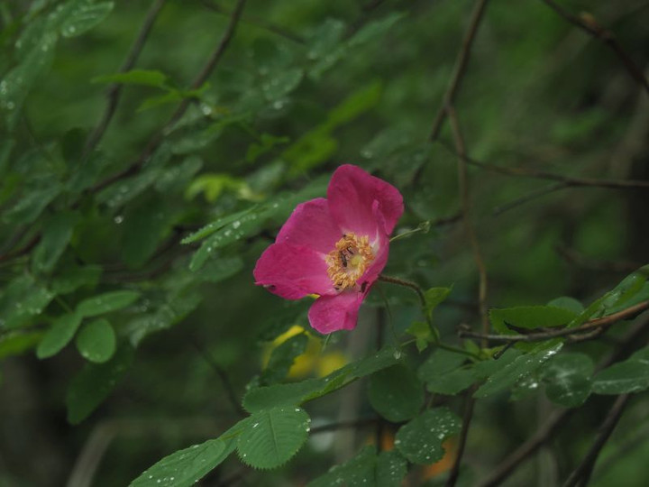 P6290082