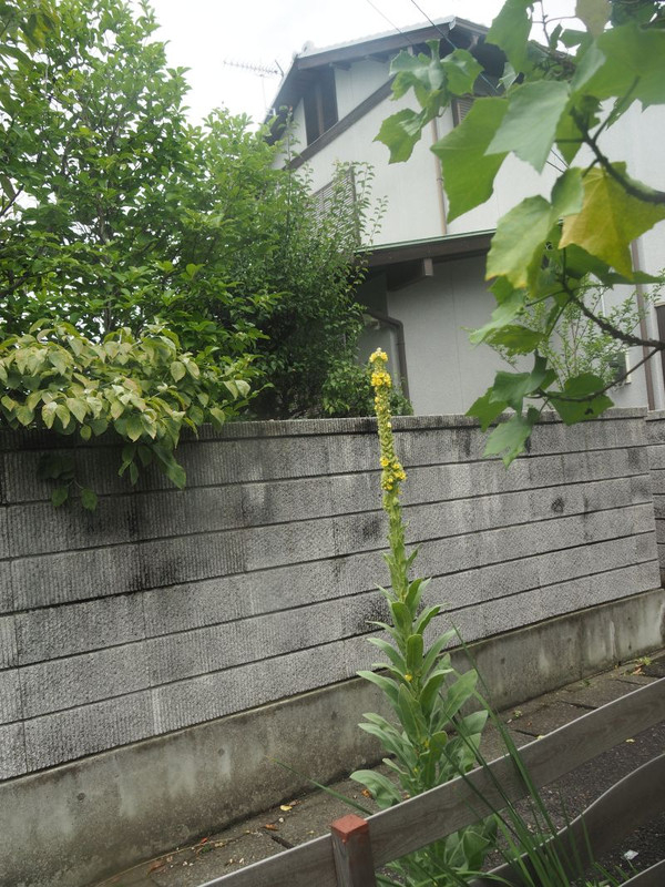 P7017919