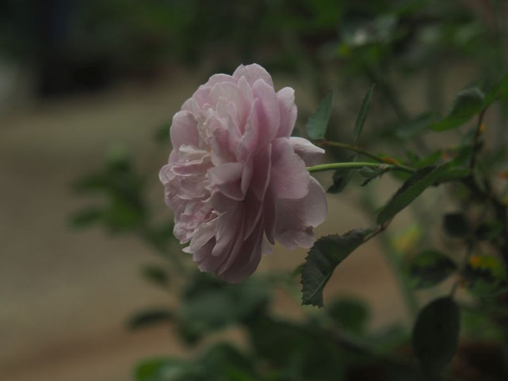 P7037937