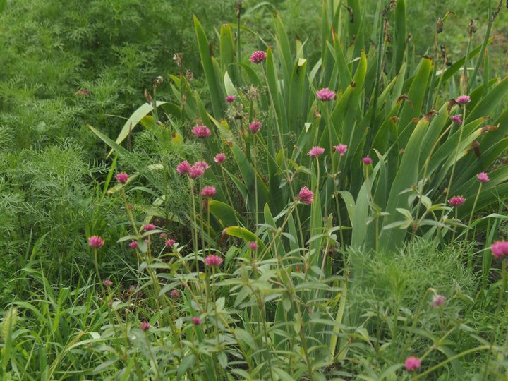 P7047956