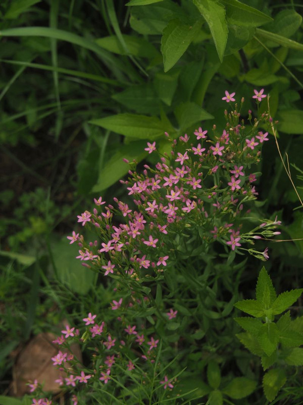 P7047958