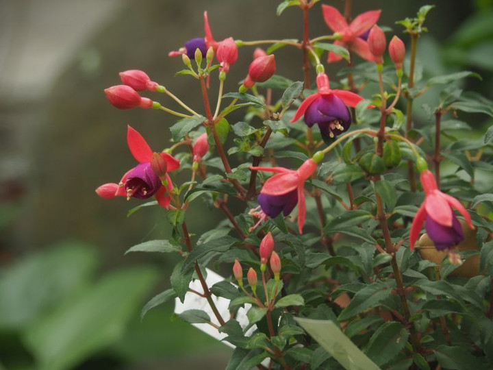 P7057959