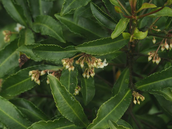 P7057964