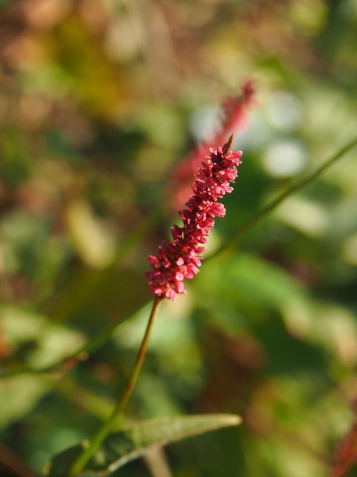 P8250038