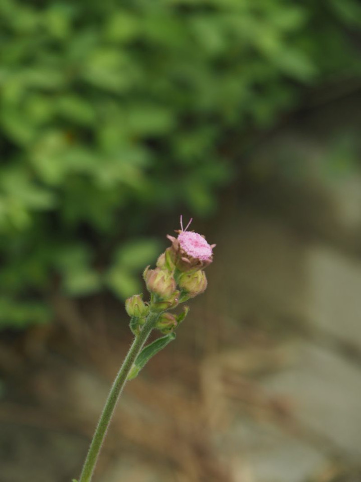 P8310113