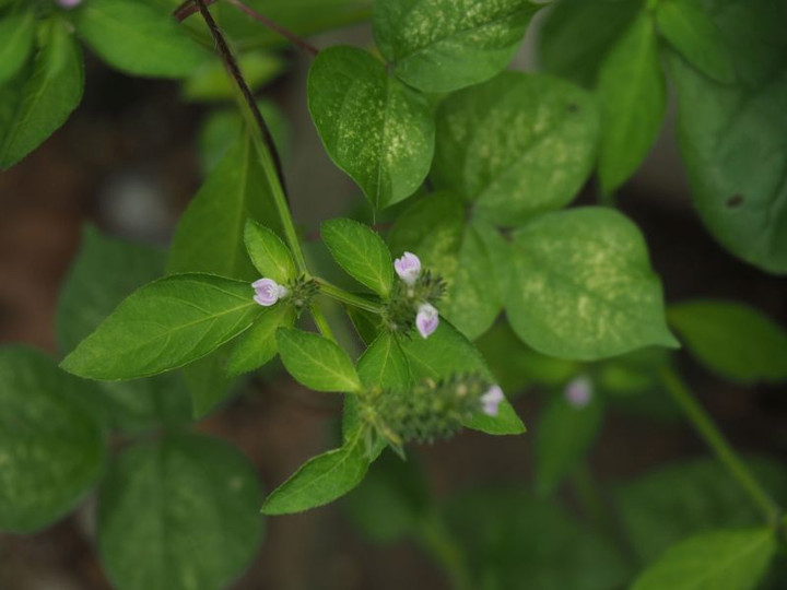 P9010123