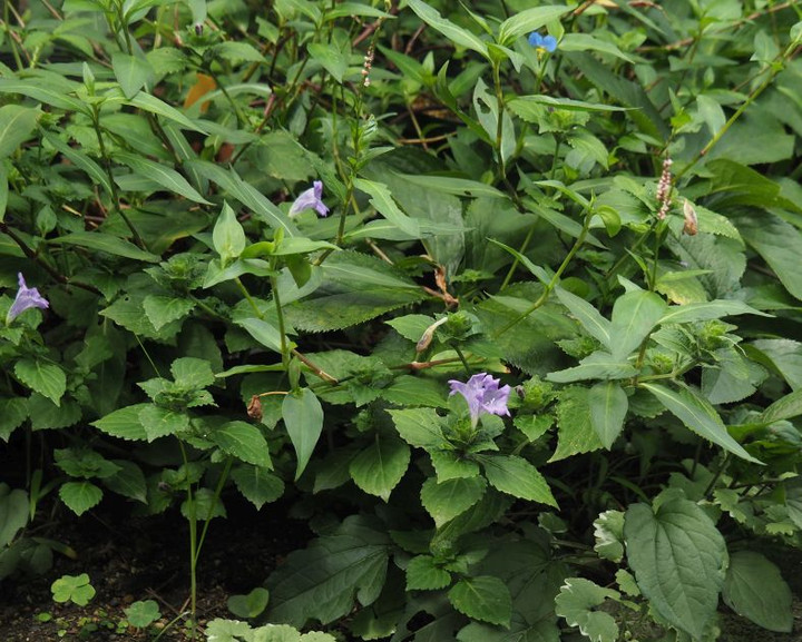P9010125