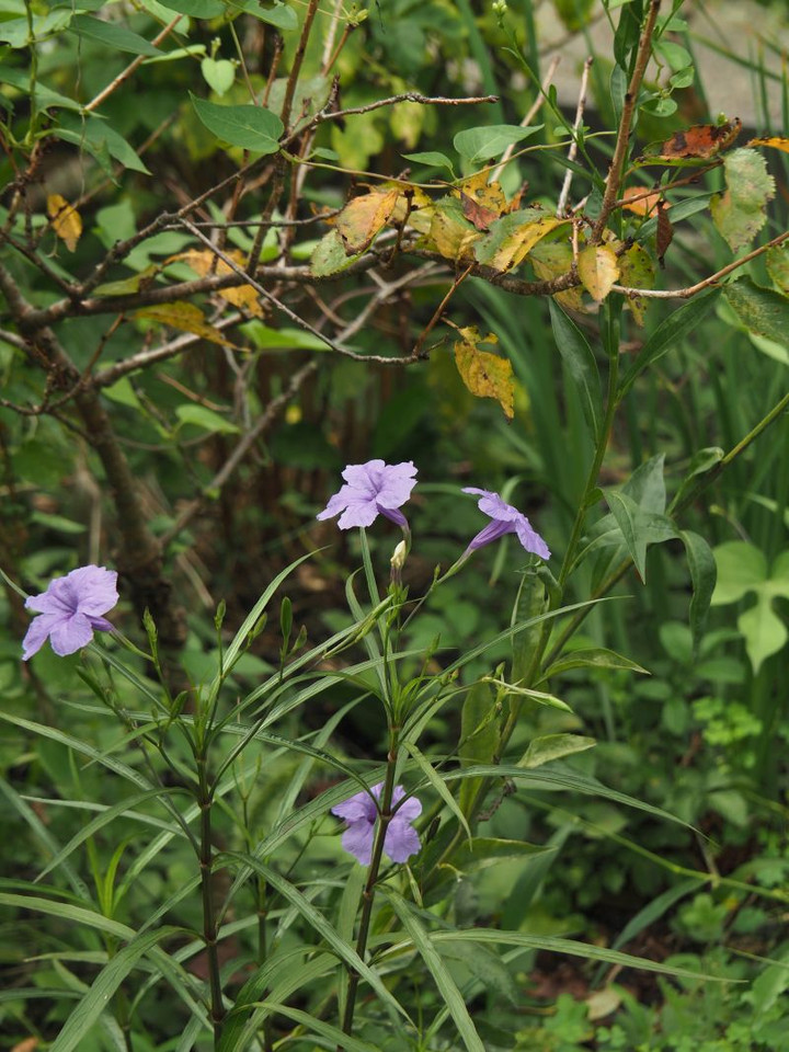 P9010127