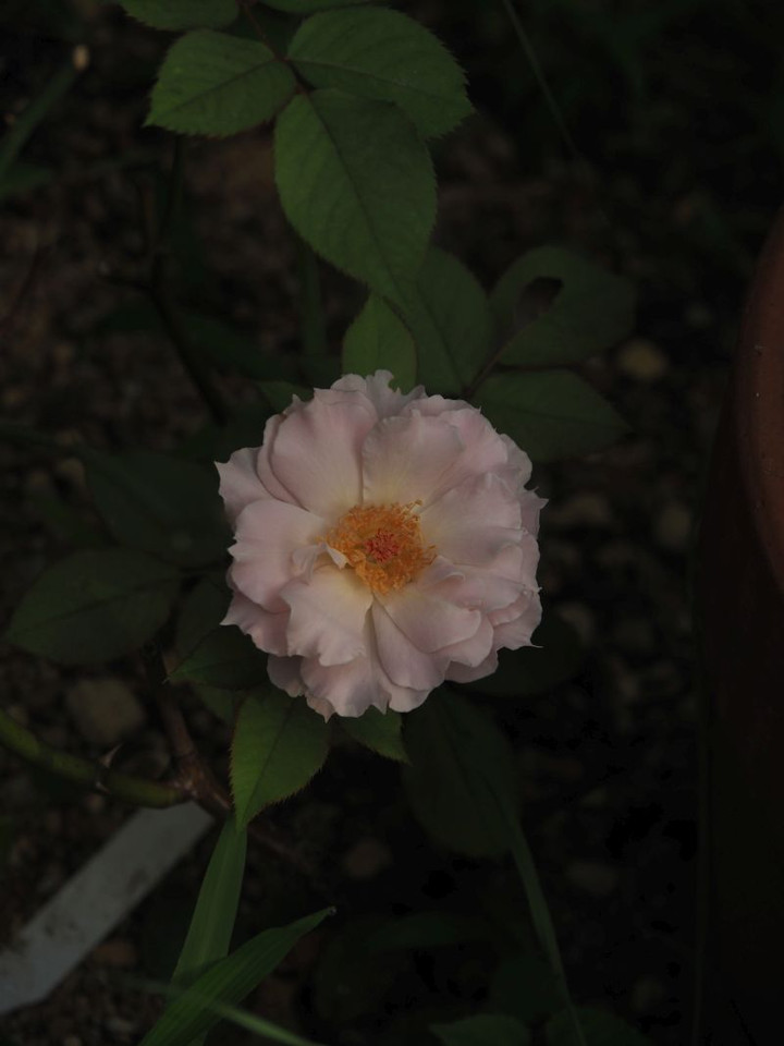 P9030161