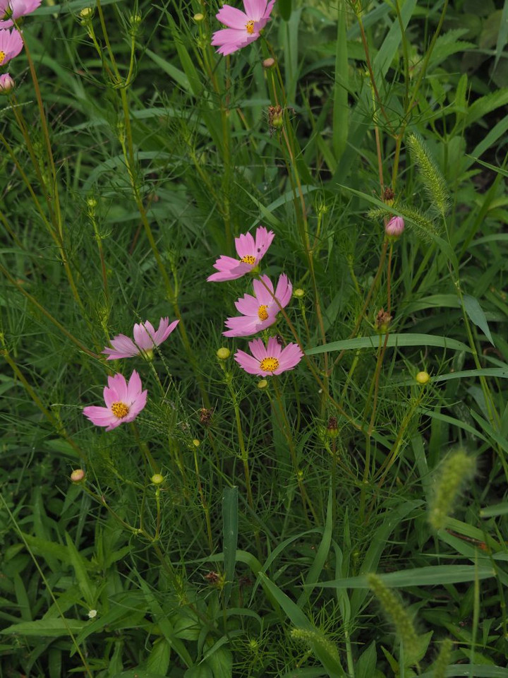 P9050231